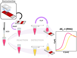 Graphical abstract: ElectrochemCap: an integrated detection for loop-mediated isothermal amplification reactions