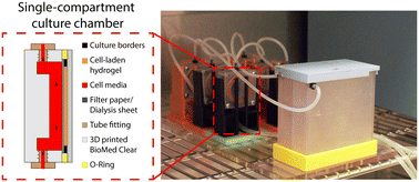 Graphical abstract: Continuous flow delivery system for the perfusion of scaffold-based 3D cultures