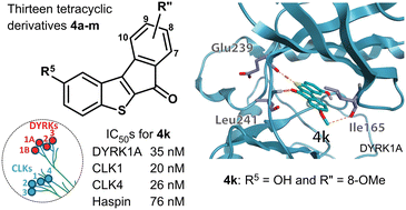 Graphical abstract: Design, synthesis, and structure–activity relationship studies of 6H-benzo[b]indeno[1,2-d]thiophen-6-one derivatives as DYRK1A/CLK1/CLK4/haspin inhibitors