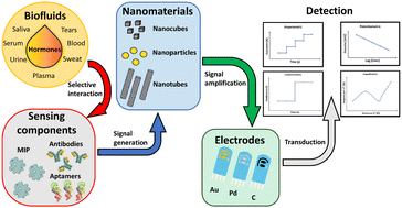 Graphical abstract: Progress in nanoparticle-based electrochemical biosensors for hormone detection