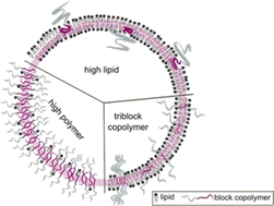 Graphical abstract: Advances in block copolymer-phospholipid hybrid vesicles: from physical–chemical properties to applications