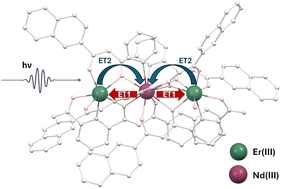Graphical abstract: Energy exchange between Nd3+ and Er3+ centers within molecular complexes