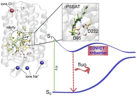 Graphical abstract: Archaerhodopsin 3 is an ideal template for the engineering of highly fluorescent optogenetic reporters
