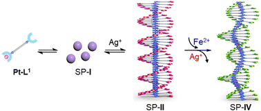 Graphical abstract: Pathway control in metallosupramolecular polymerization of a monoalkynylplatinum(ii) terpyridine complex through competitive complex formation