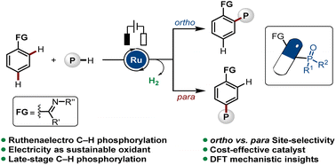 Graphical abstract: Ruthenaelectro-catalyzed C–H phosphorylation: ortho to para position-selectivity switch