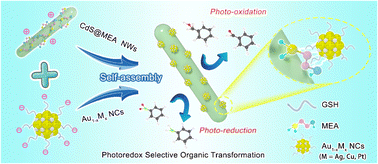 Graphical abstract: Alloy nanocluster artificial photosystems steering photoredox organic transformation