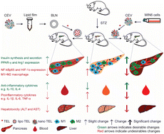 Graphical abstract: Encapsulation of telmisartan inside insulinoma-cell-derived extracellular vesicles outperformed biomimetic nanovesicles in modulating the pancreatic inflammatory microenvironment