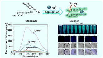 Graphical abstract: An excimer process induced a turn-on fluorescent probe for detection of ultra-low concentration of mercury ions