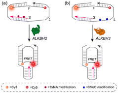 Graphical abstract: “Repair and fold” DNA nanotweezers for measuring DNA alkylation repair mediated by ALKBH