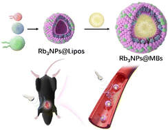 Graphical abstract: A study of saponin-encapsulated ultrasound microbubbles Rb3NPs@MBs for atherosclerosis targeted treatment