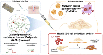 Graphical abstract: Injectable self-healing oxidized pectin and carbohydrazide-modified gelatin hydrogels for curcumin-loaded zein nanoparticle delivery in antioxidant therapy