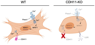 Graphical abstract: Cadherin-11 integrates Piezo1 and interleukin-6 signaling to promote fibroblast activation