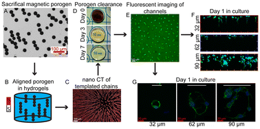 Graphical abstract: Tuning hydrogel properties and Schwann cell behavior through microchannel size control in magnetically templated hydrogels