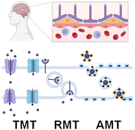 Graphical abstract: Translational roadmap of BBB-targeted nanoparticle strategies for neuroregenerative therapy in neurodegenerative diseases
