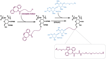 Graphical abstract: Clickable polyamidosaccharides: accessing bottlebrush inspired hyaluronic acid glycopolymers for CD44 targeting of breast cancer cells