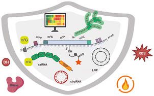 Graphical abstract: Chemical engineering strategies to enhance mRNA–LNP stability for therapeutic applications