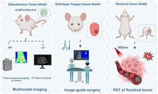 Graphical abstract: Rational design of a targeted theranostic nanoagent for sequential application during oral squamous cell carcinoma surgery