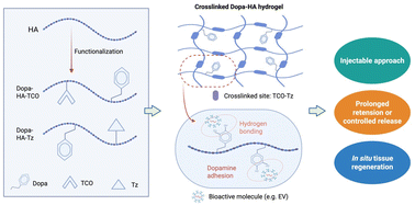 Graphical abstract: A click-crosslinked dopamine-functionalized hydrogel for therapeutic delivery of stem cell-derived extracellular vesicles