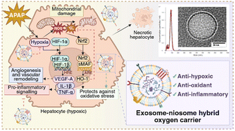 Graphical abstract: Exosome–niosome hybrid oxygen carrier for protection against acetaminophen-induced acute liver injury