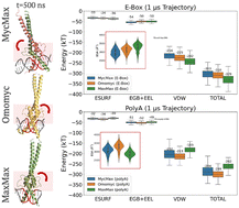 Graphical abstract: Energetic and structural dynamic drivers of transcription factor MycMax, Omomyc homodimer, and MaxMax recognition on DNA