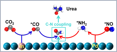 Graphical abstract: Electrocatalytic urea synthesis from NO and CO2 on In1Pd single atom alloys