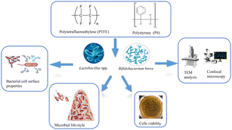 Graphical abstract: Polystyrene and polytetrafluoroethylene nanoplastics affect probiotic bacterial characteristics and penetrate their cellular membrane