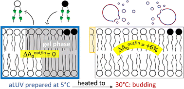 Graphical abstract: Asymmetric phase transitions in lipid bilayers: coupling or bending?