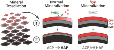Graphical abstract: Bone mineralization and the effects of elevated osteopontin: from symmetry-breaking foci to 3D space-filling tessellation