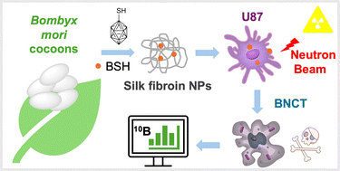 Graphical abstract: In vitro delivery of borocaptate ions to U87 glioma cells via silk fibroin nanoparticles for boron neutron capture therapy