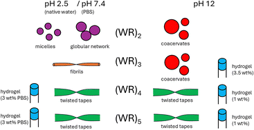 Graphical abstract: Fibrillization versus coacervation in arginine–tryptophan repeat peptides: effects of sequence length and pH