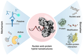 Graphical abstract: Passive and active biosensing with nucleic acid–protein hybrid nanostructures
