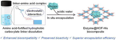 Graphical abstract: An amino acid-fortified in situ encapsulation strategy for constructing highly active enzyme@HOF biocomposites