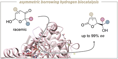 Graphical abstract: Asymmetric ring contraction of 2-hydroxypyranones by borrowing hydrogen biocatalysis