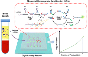 Graphical abstract: A digital nonenzymatic nucleic acid amplification assay for ultrasensitive detection of cell-free microRNA in human serum