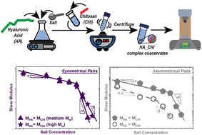 Graphical abstract: Assessing the dynamics of symmetric and asymmetric hyaluronic acid–chitosan complex coacervates