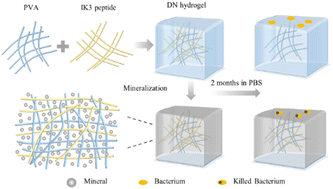 Graphical abstract: Mineralized double-network hydrogels for the controlled release and improved stability of antimicrobial peptides