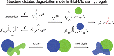 Graphical abstract: Structure–reactivity based control of radical-mediated degradation in thiol–Michael hydrogels
