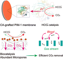 Graphical abstract: Polymers of intrinsic microporosity (PIMs) with immobilized carbonic anhydrase (CA) for extracorporeal membrane oxygenation