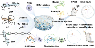 Graphical abstract: Bioinspired sodium alginate/silk fibroin dual-crosslinked conductive injectable hydrogel for neural stem cell therapy in cerebral palsy