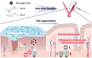 Graphical abstract: A hollow MnO2 nanozymes empowered injectable hydrogel for intrauterine adhesion therapy by alleviating oxidative stress and promoting endometrial repair