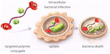 Graphical abstract: Ciprofloxacin–polymer conjugates targeted with iron(iii) for effective treatment of intracellular bacterial infections