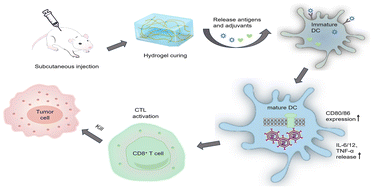 Graphical abstract: Hybrid cell membrane-conjugated photosensitive hydrogels as a tumor vaccine for promoting cancer immunotherapy