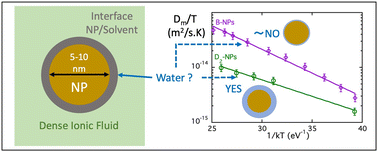 Graphical abstract: Dispersions of magnetic nanoparticles in dense ionic fluids – influence of water and of the solid/liquid interface on the colloidal and transport properties