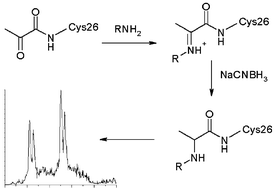 Graphical abstract: Rapid screening by MALDI-TOF mass spectrometry to probe binding specificity at enzyme active sites