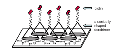 Graphical abstract: Efficient protein–ligand interaction by guaranteeing mesospacing between immobilized biotins