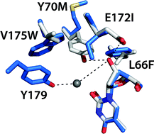 Graphical abstract: Computational design of orthogonal nucleoside kinases