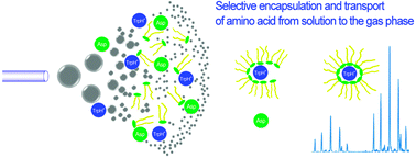 Graphical abstract: Selective transport of amino acids into the gas phase: driving forces for amino acid solubilization in gas-phase reverse micelles