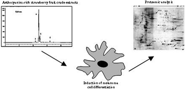 Graphical abstract: Antineoplastic activity of strawberry (Fragaria × ananassa Duch.) crude extracts on B16-F10 melanoma cells