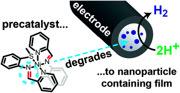 Graphical abstract: Electrochemical hydrogenation of a homogeneous nickel complex to form a surface adsorbed hydrogen-evolving species