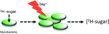 Graphical abstract: Deuterated carbohydrate probes as ‘label-free’ substrates for probing nutrient uptake in mycobacteria by nuclear reaction analysis